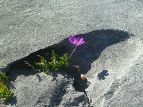 burren